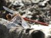Sympetrum meridionale